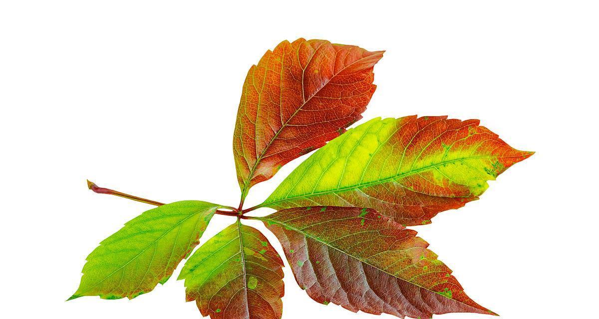 哪些植物会在秋天落叶？落叶植物的特点是什么？