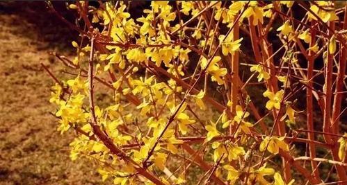 连翘花的花语是什么？连翘花寓意有哪些常见问题？