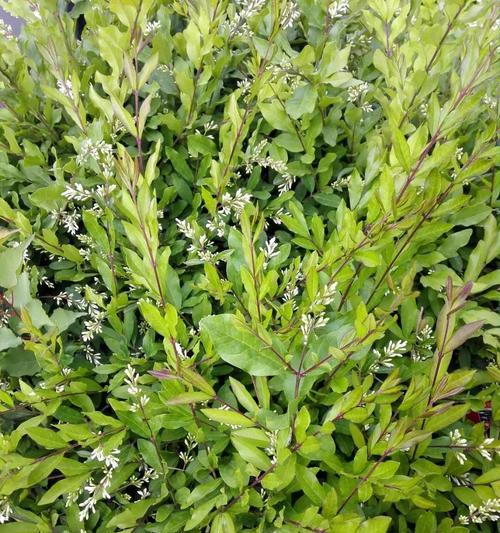 落叶灌木植物有哪些？如何选择适合的品种？