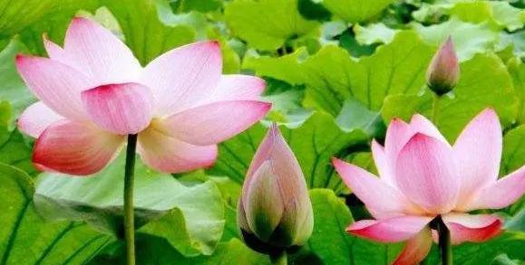 莲花的寓意和象征是什么？如何在家居装饰中运用？
