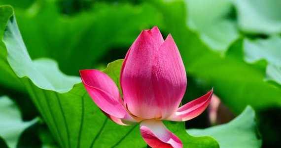 莲花花语代表什么意思？如何解读莲花的象征意义？