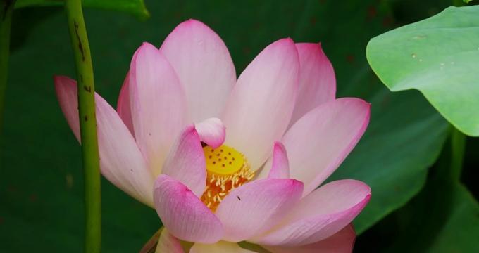 莲花花语代表什么意思？如何解读莲花的象征意义？