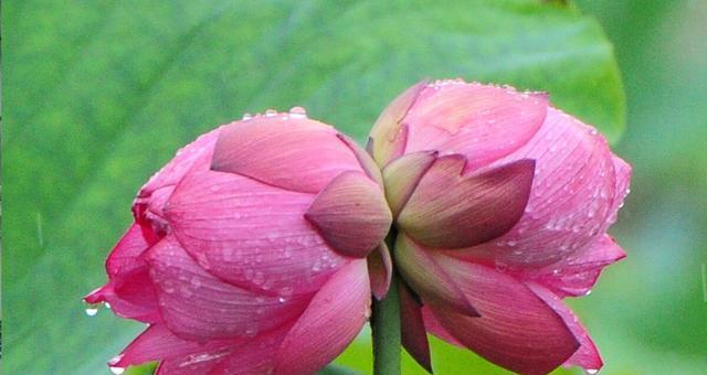 莲花花语代表什么意思？如何解读莲花的象征意义？