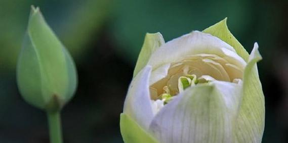 莲花的象征意义是什么？如何理解莲花的深层含义？