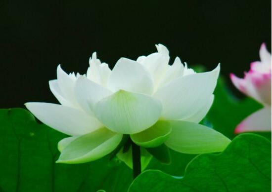 莲花的象征意义是什么？如何理解莲花的深层含义？