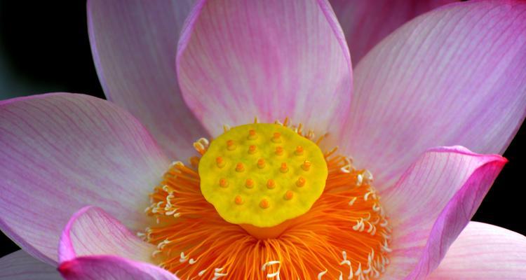 莲花的象征意义是什么？如何理解莲花的深层含义？