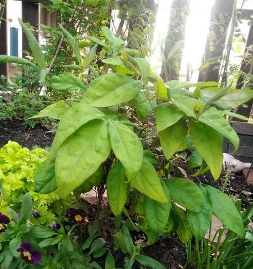 落叶植物有哪些？如何选择适合自己的落叶植物？