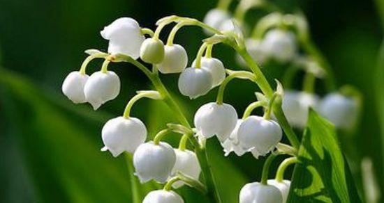 铃铛花花语是什么？了解铃铛花的寓意和象征意义？