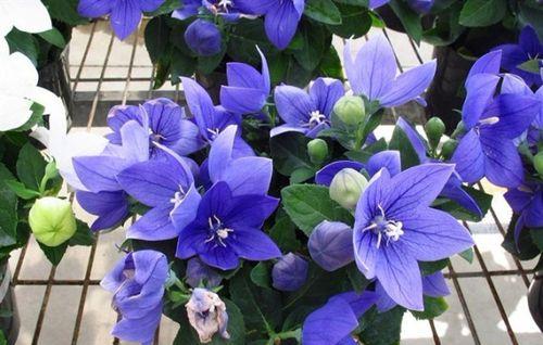 铃铛花花语是什么？了解铃铛花的寓意和象征意义？