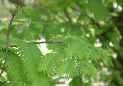 落羽杉属于裸子植物吗？它们的分类和特征是什么？