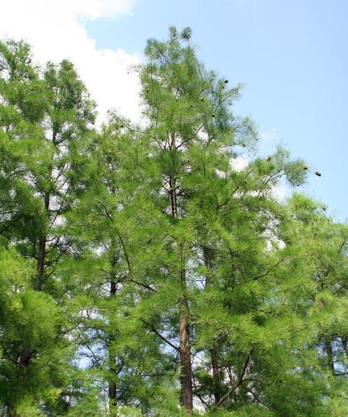 落羽杉属于裸子植物吗？它们的分类和特征是什么？