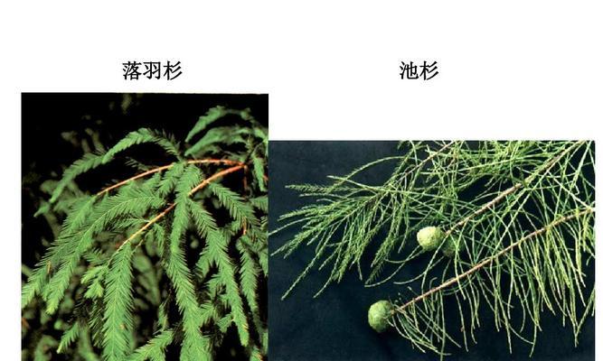 落羽杉属于裸子植物吗？它们的分类和特征是什么？