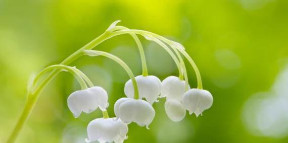 铃兰的花语是什么？它在不同文化中代表了什么含义？
