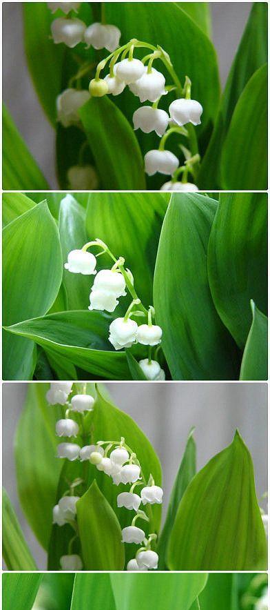 铃兰的花语代表什么？如何理解铃兰的花语含义？
