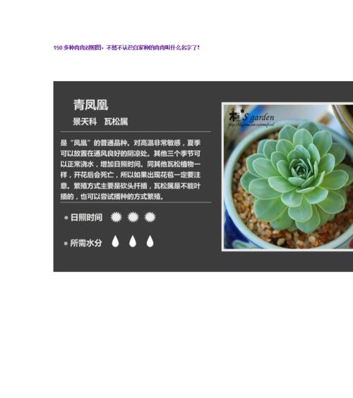 洛神多肉怎么养？养殖过程中应注意哪些问题？