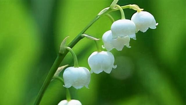 铃兰花的花语是什么？如何用铃兰花表达爱意？
