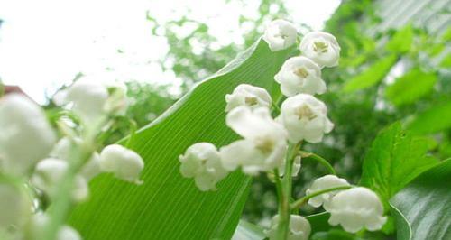 铃兰花的花语是什么？有哪些关于铃兰花的传说故事？