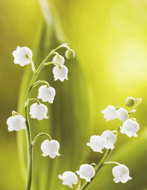 铃兰花的花语是什么？有哪些美丽的传说故事？