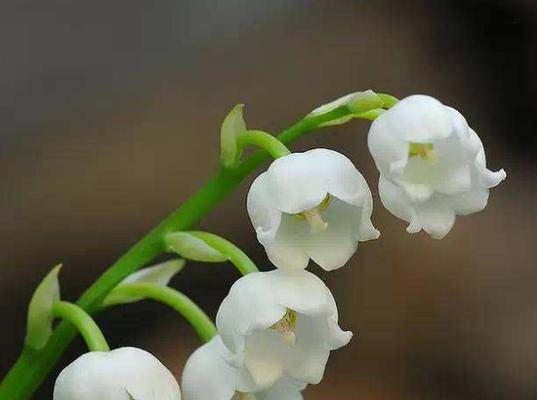 铃兰花的花语是什么？有哪些美丽的传说故事？