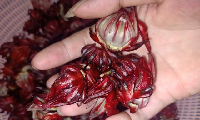 洛神花可以吃吗？食用洛神花的正确方法和注意事项是什么？