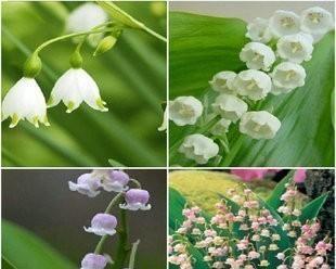 铃兰花代表什么意思？铃兰花的象征意义有哪些？