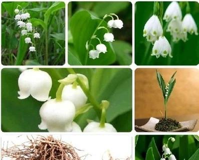 铃兰花代表什么意思？铃兰花的象征意义有哪些？