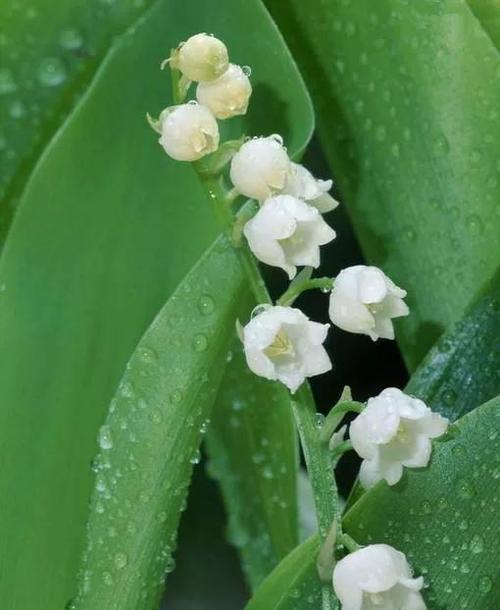 铃兰花花语是什么？了解铃兰花的寓意和象征意义？