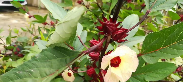 洛神花最佳开花期是什么时候？几月份开花最旺盛？