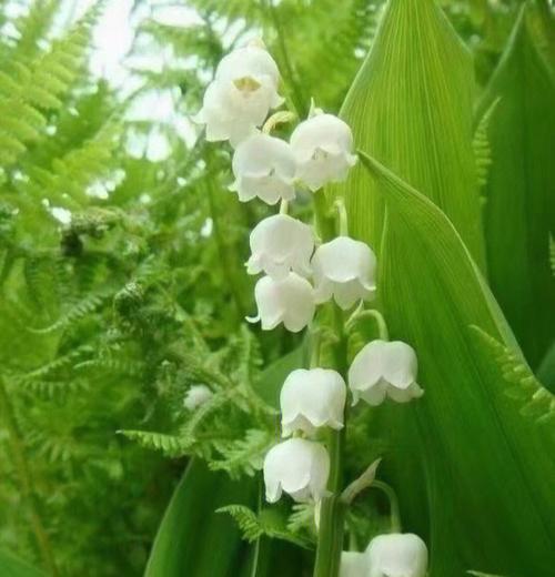 铃兰花语和寓意是什么？如何用铃兰花表达情感？
