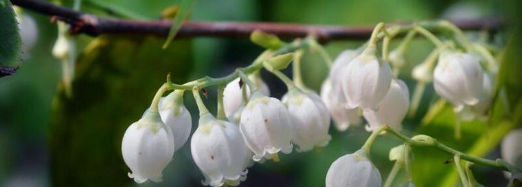 铃兰花语是什么？了解铃兰花的象征意义和文化背景？