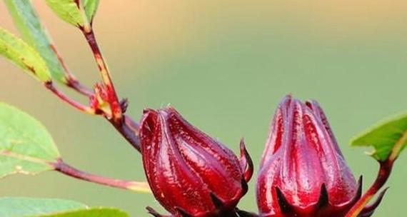 洛神花留种子的最佳方法是什么？播种时间及步骤详解？