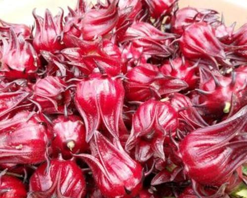 洛神花留种子的最佳方法是什么？播种时间及步骤详解？