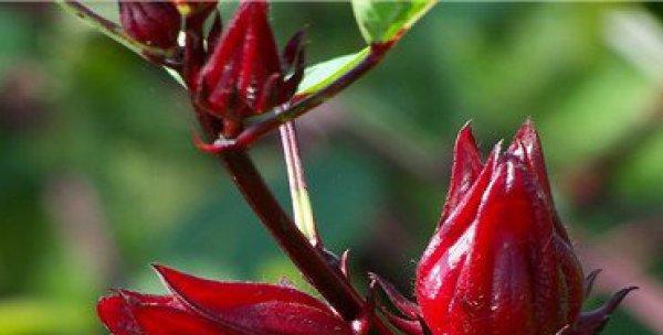 洛神花什么时候种植最好？种植方法有哪些常见问题？
