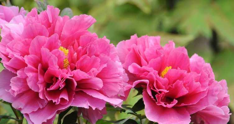 洛阳市花是什么？洛阳市花有哪些特点和故事？
