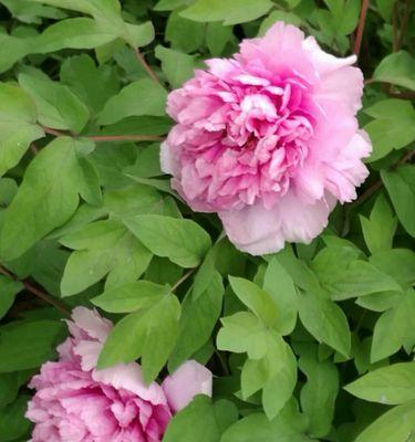 洛阳市花是什么？洛阳市花有哪些特点和故事？