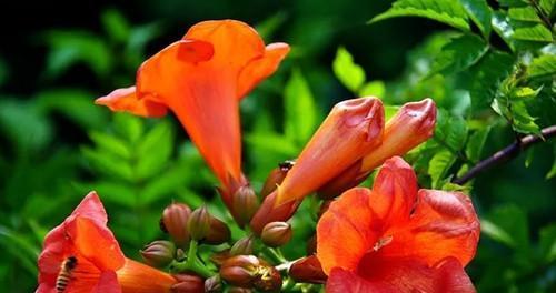凌霄花的花语有哪些含义？