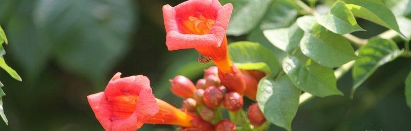 凌霄花的花语有哪些含义？