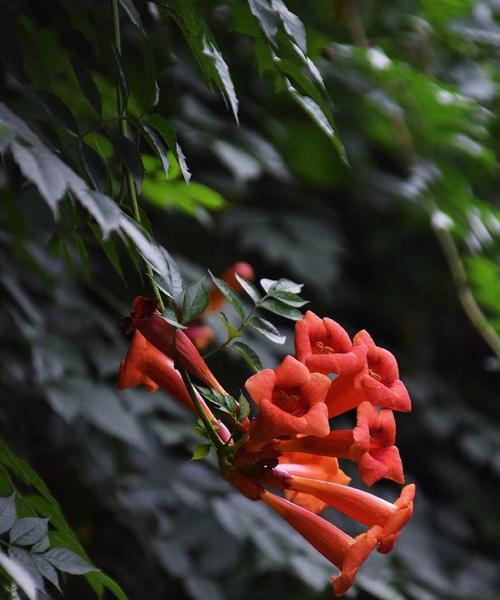 凌霄花的花语是什么？如何解读凌霄花的象征意义？