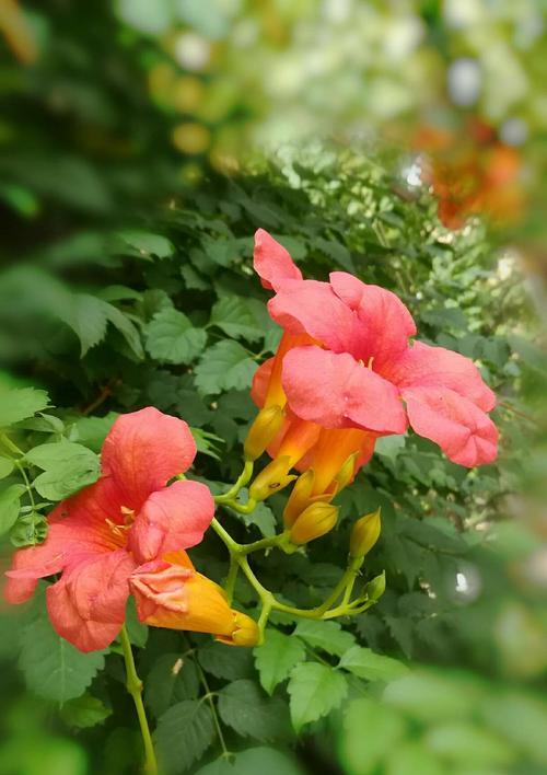 凌霄花的花语是什么？它的寓意有哪些常见问题解答？