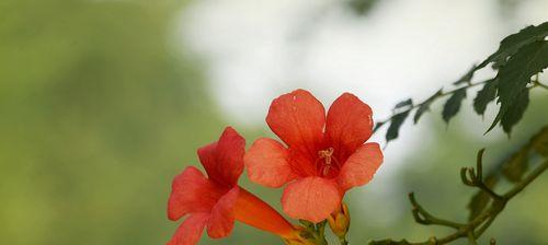 凌霄花花语象征与寓意是什么？如何理解凌霄花的深层含义？