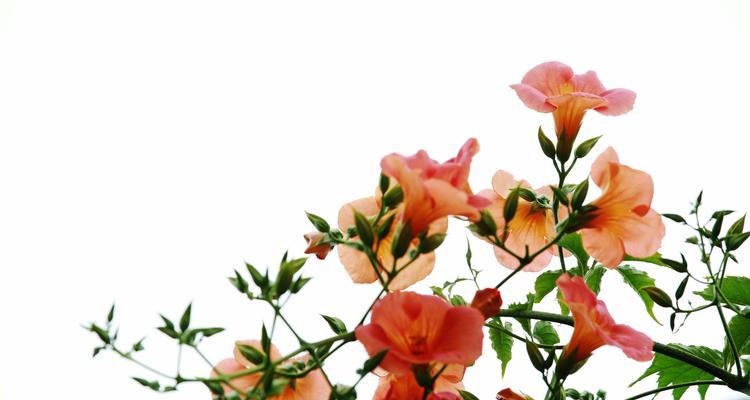 凌霄花花语象征与寓意是什么？如何理解凌霄花的深层含义？