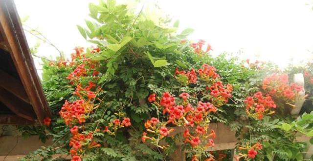 凌霄花花语是什么？了解其象征意义及背后故事？