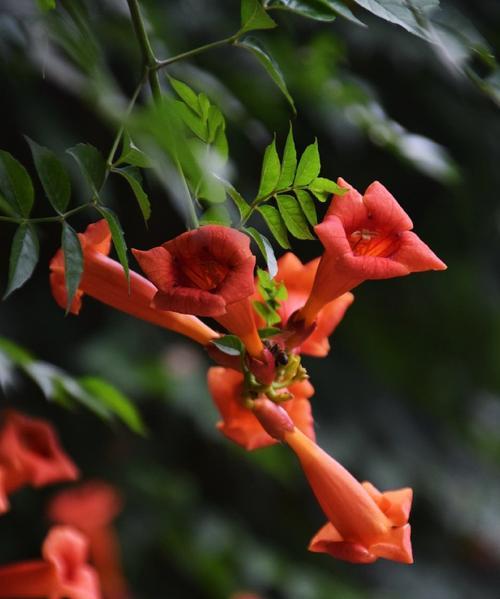 凌霄花花语是什么？了解其象征意义及背后故事？