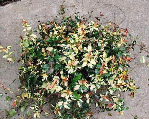 络石盆景有多少品种？哪个品种最适合室内养殖？
