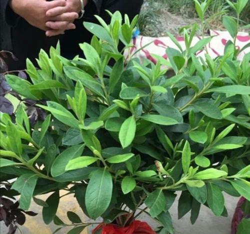 络石是草本还是木本？如何区分植物的类别？