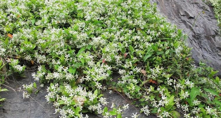 络石是草本还是木本？如何区分植物的类别？