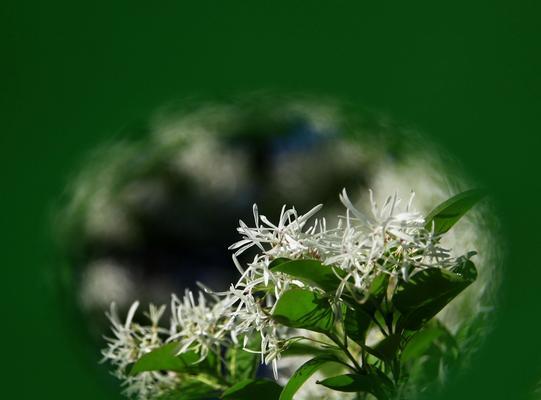 流苏花的花语是什么？如何正确解读流苏花的含义？