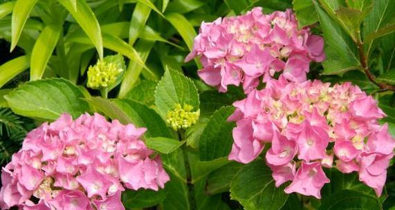 流苏花的花语是什么？如何正确解读流苏花的含义？
