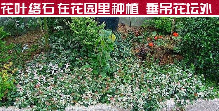 络石藤如何快速爬藤生长？养护技巧有哪些？