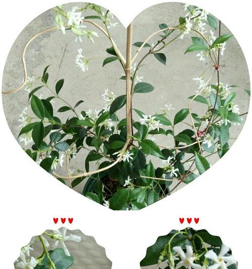 络石怎么养才能更旺盛？有哪些技巧可以促进其生长？